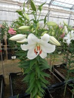 [4278 Magriet Slijkerman Mak No01.JPG]